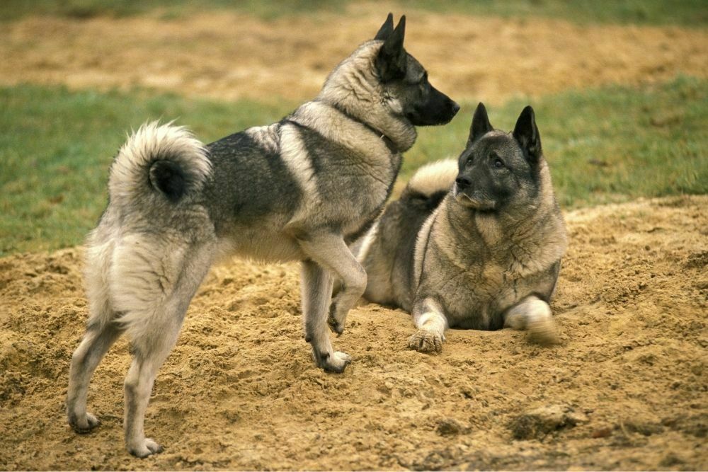 Norwegian Elkhound