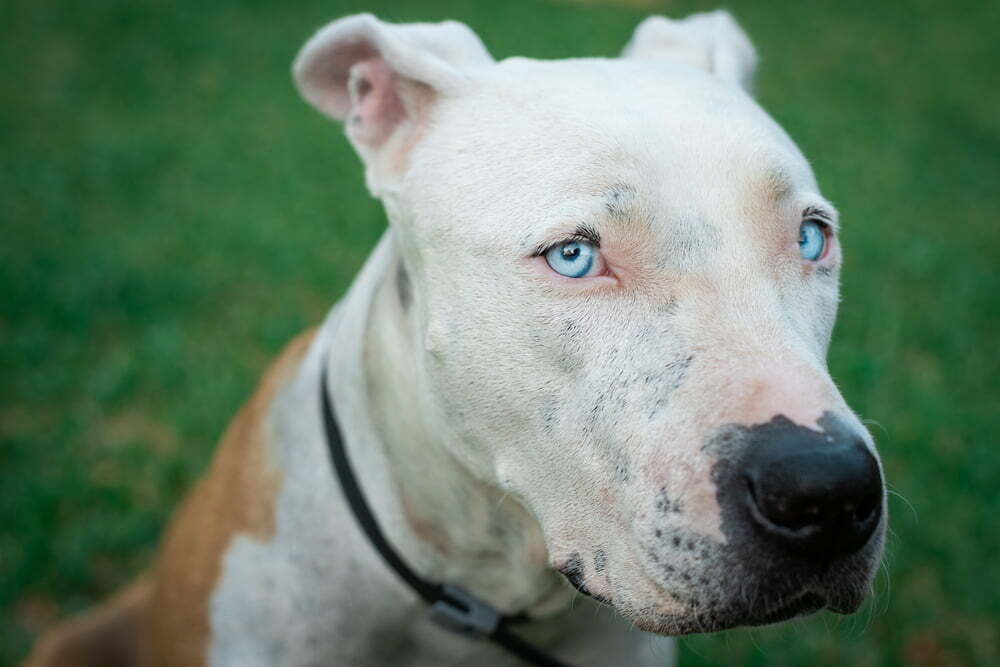 Pit Bull