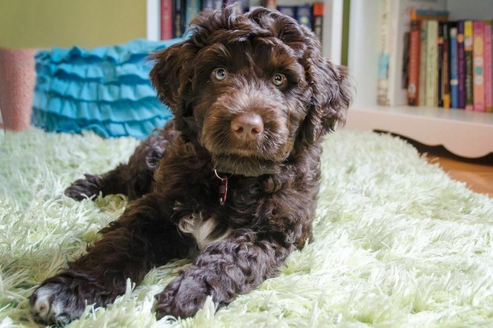 Portuguese Water Dogs