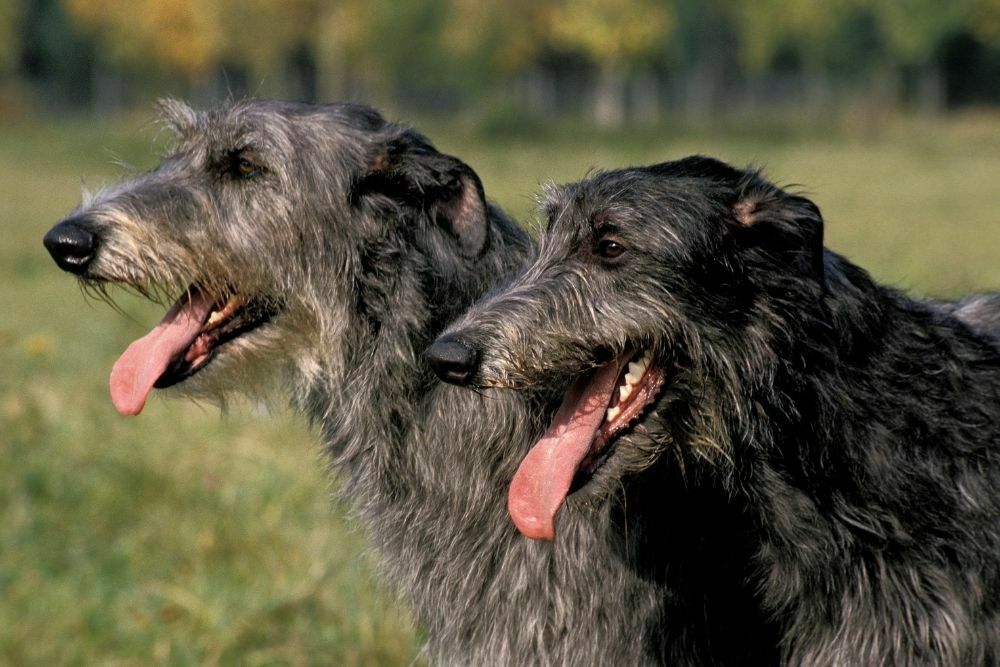 Scottish Deerhound
