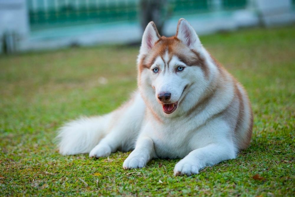 Siberian Huskies