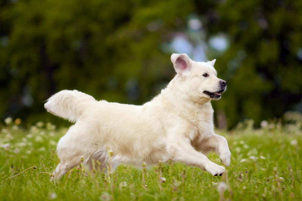 Sporting Dogs