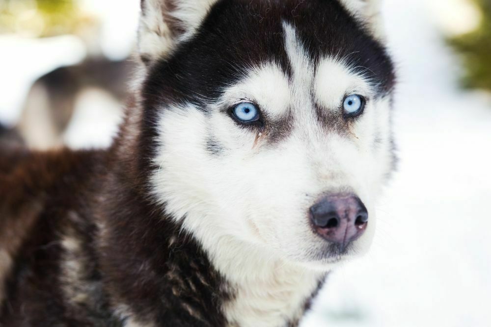 Blue Eyed Siberian husky