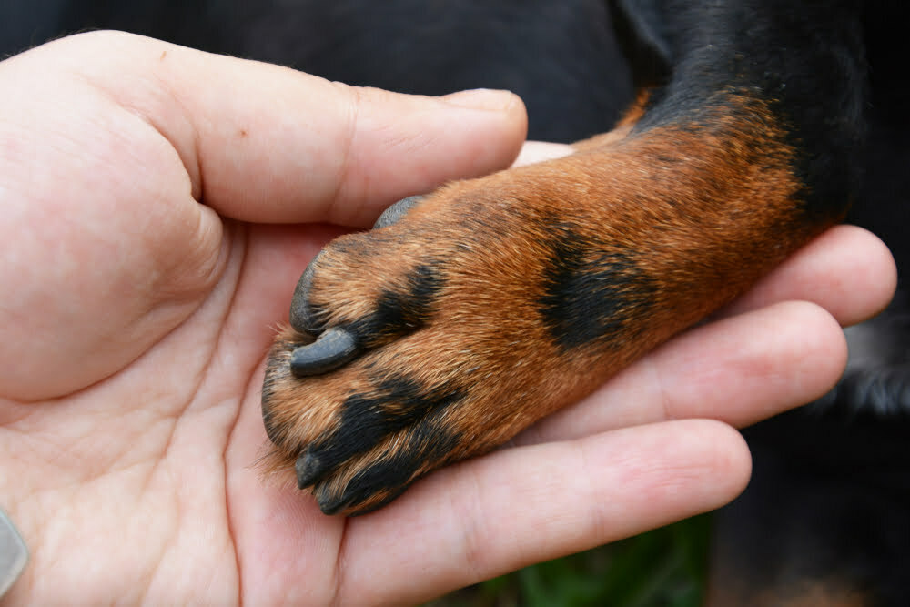 dog paw
