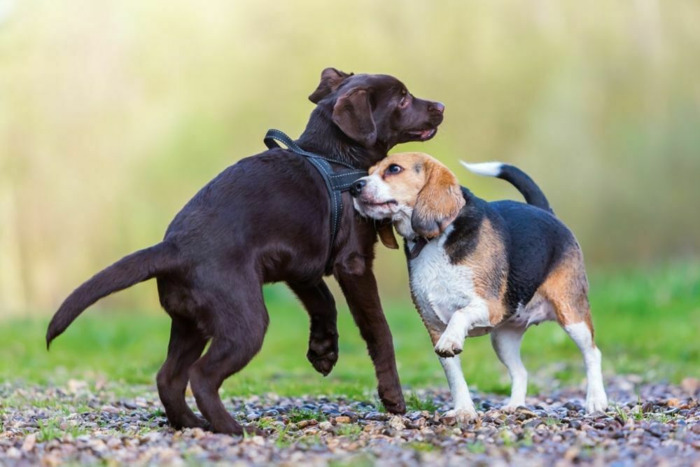 Beagle and labrador puppy playing together.