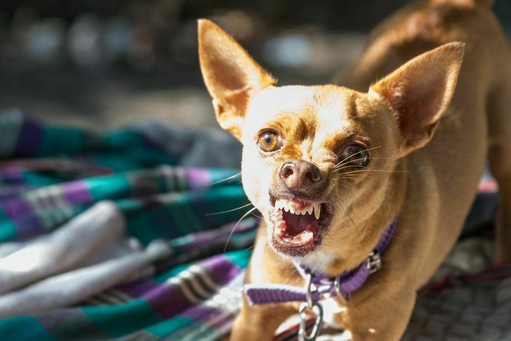 angry chihuahua