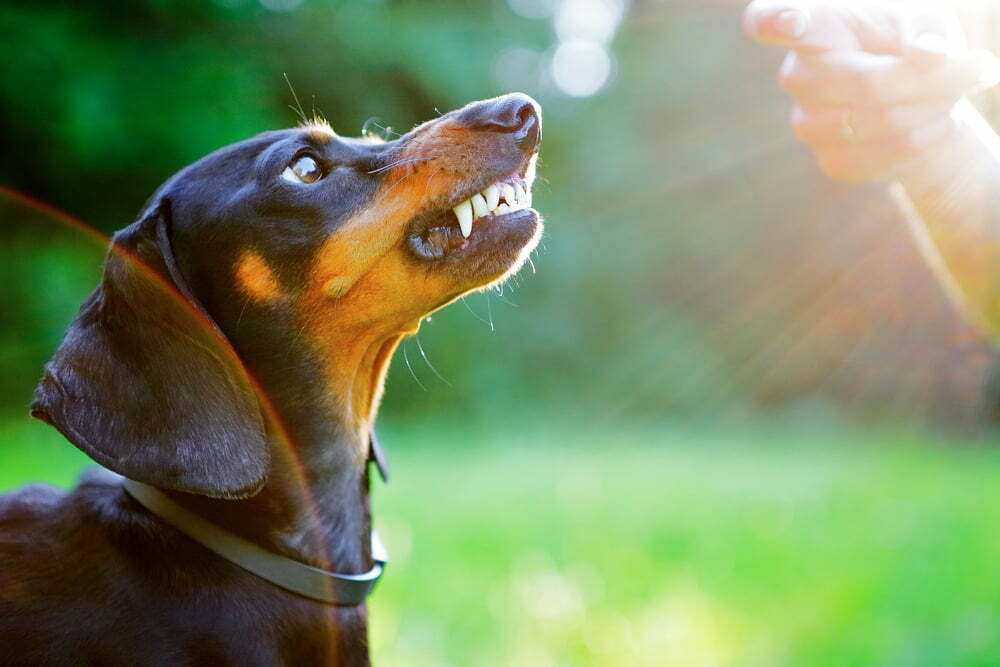 aggressive black dachshund