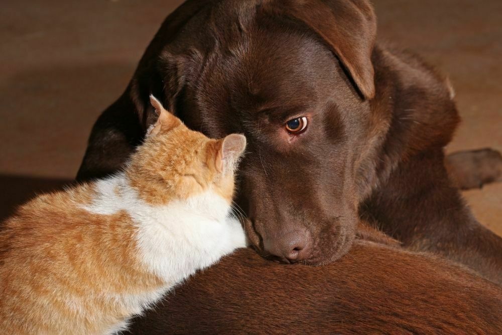 brown labrador and orange cat
