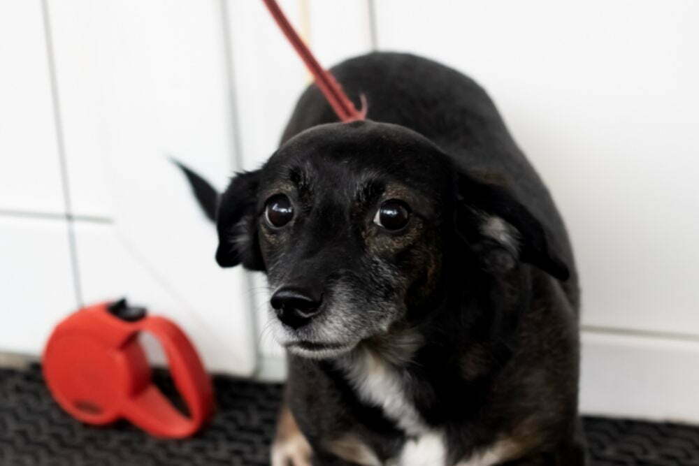 How To Tell What Your Dog Is Scared Of