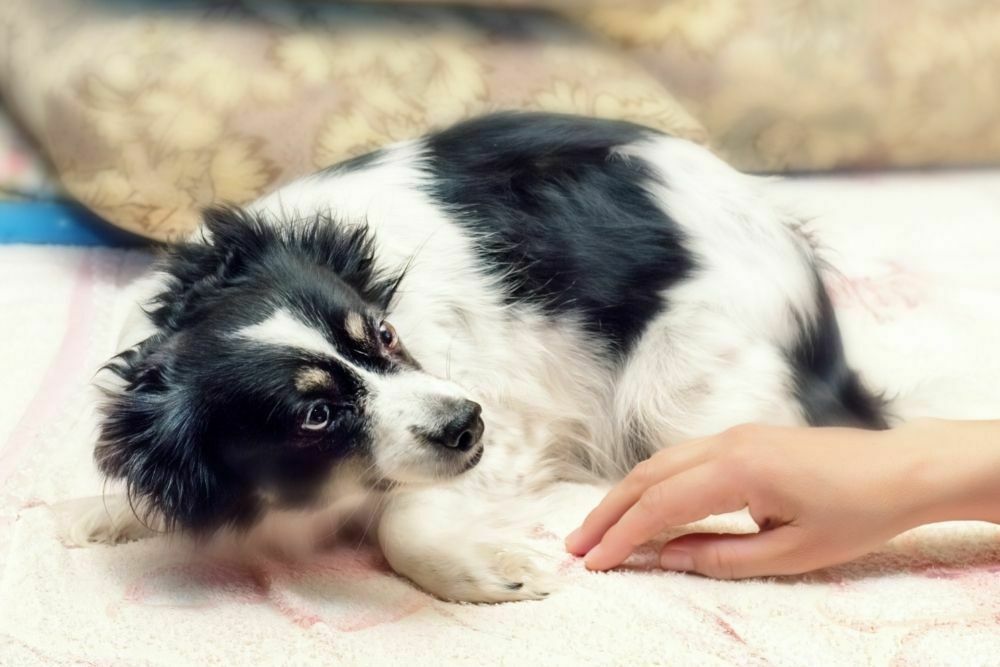 What Not To Do When Your Dog Is Scared Of Going Outside