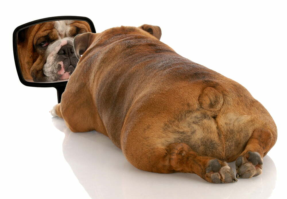 English Bulldogs Tail