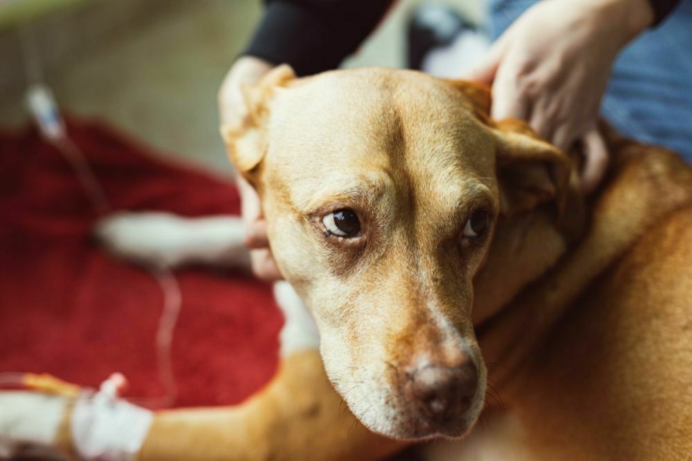 Why Is My Dog Suddenly Scared Of Going Outside?