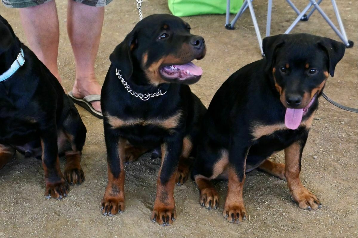 Big dogs with owner