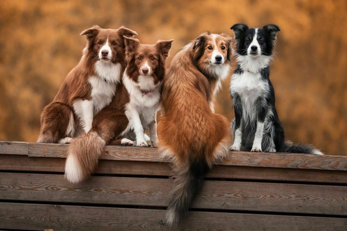 15+ Dog Breeds That Are Hardest To Potty Train