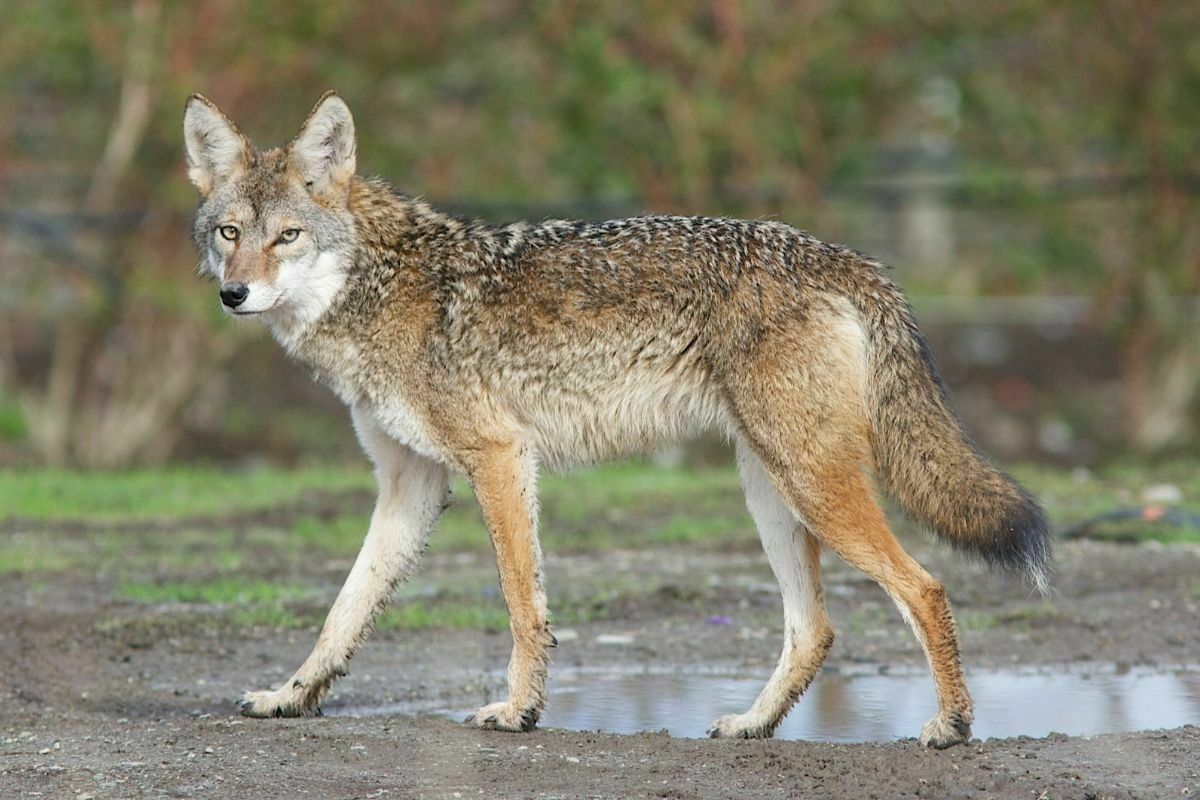 Dog that looks like a coyote