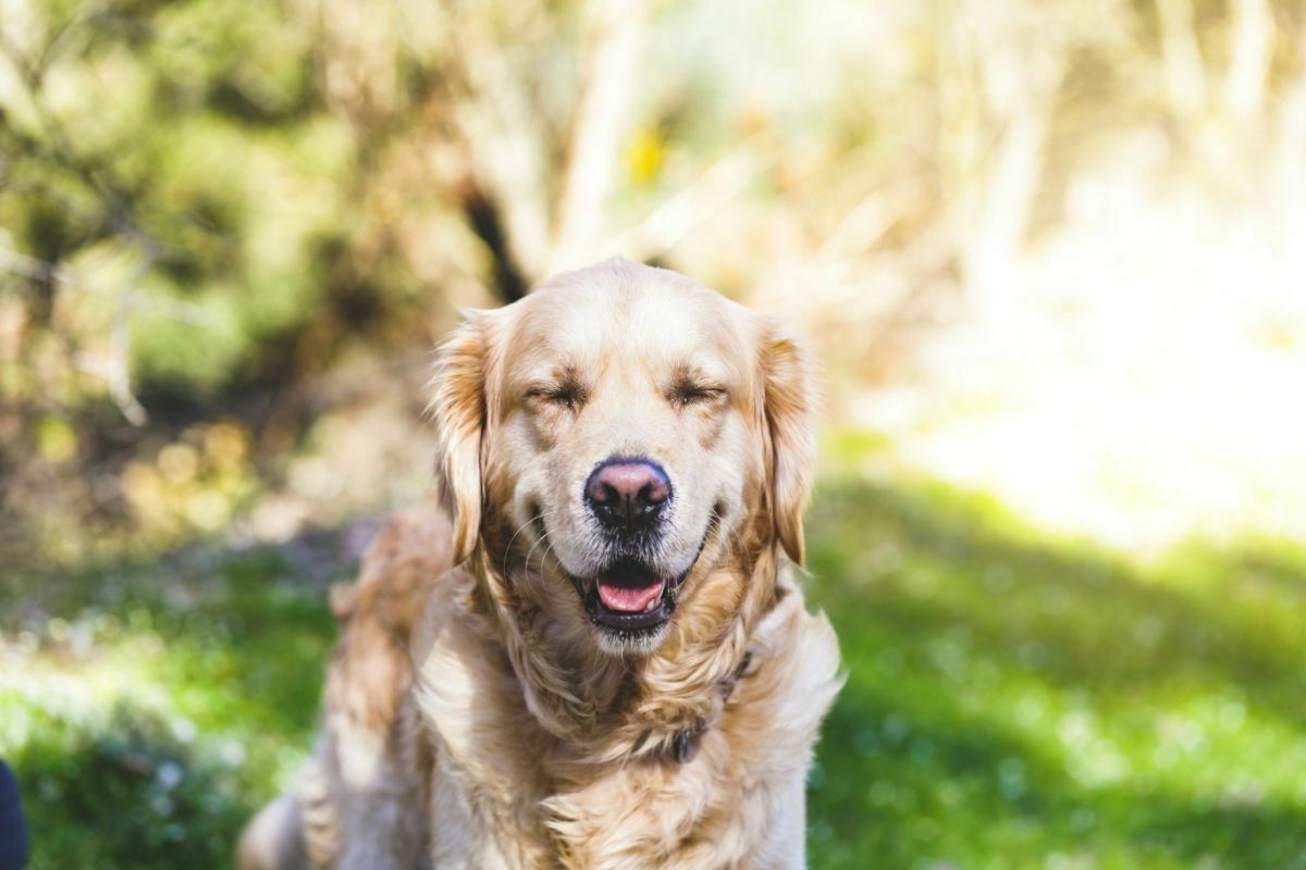 Golden dog on grass