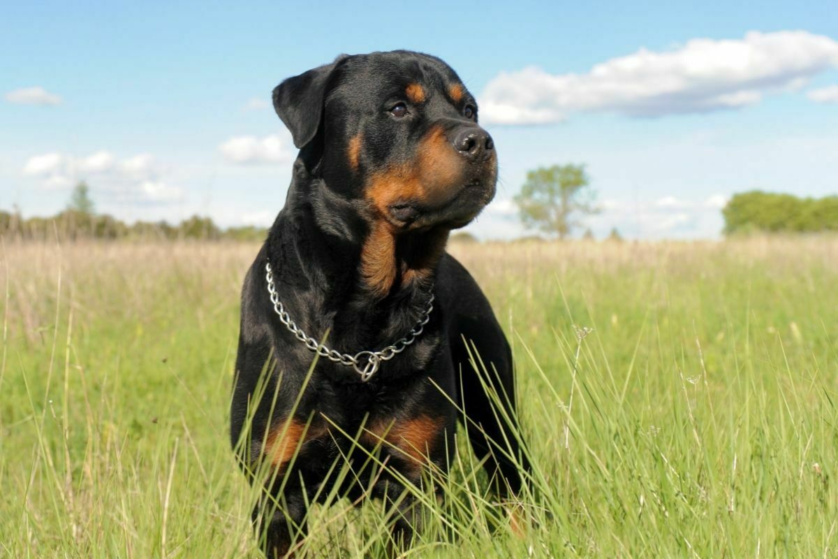 rotweiller staring