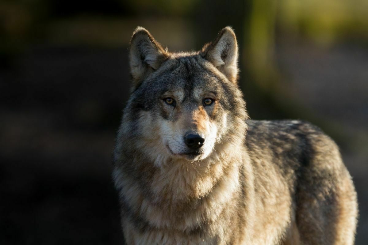 wolf staring alert