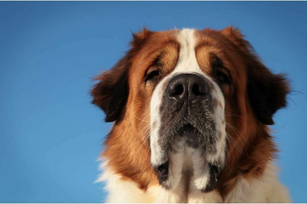 big dog