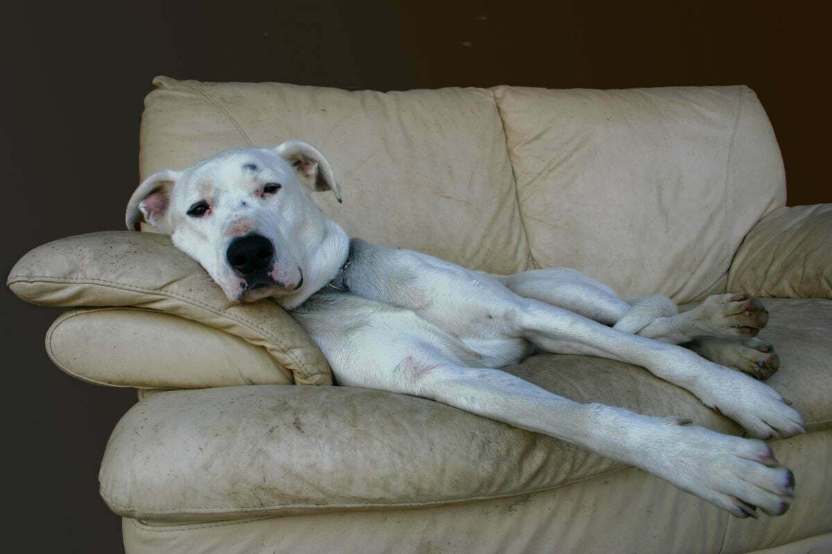 lazy dog
