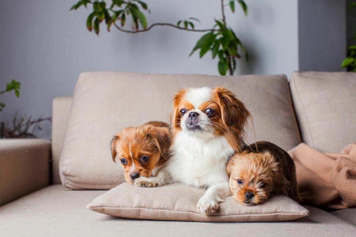 beautiful thoroughbred pekingese at home