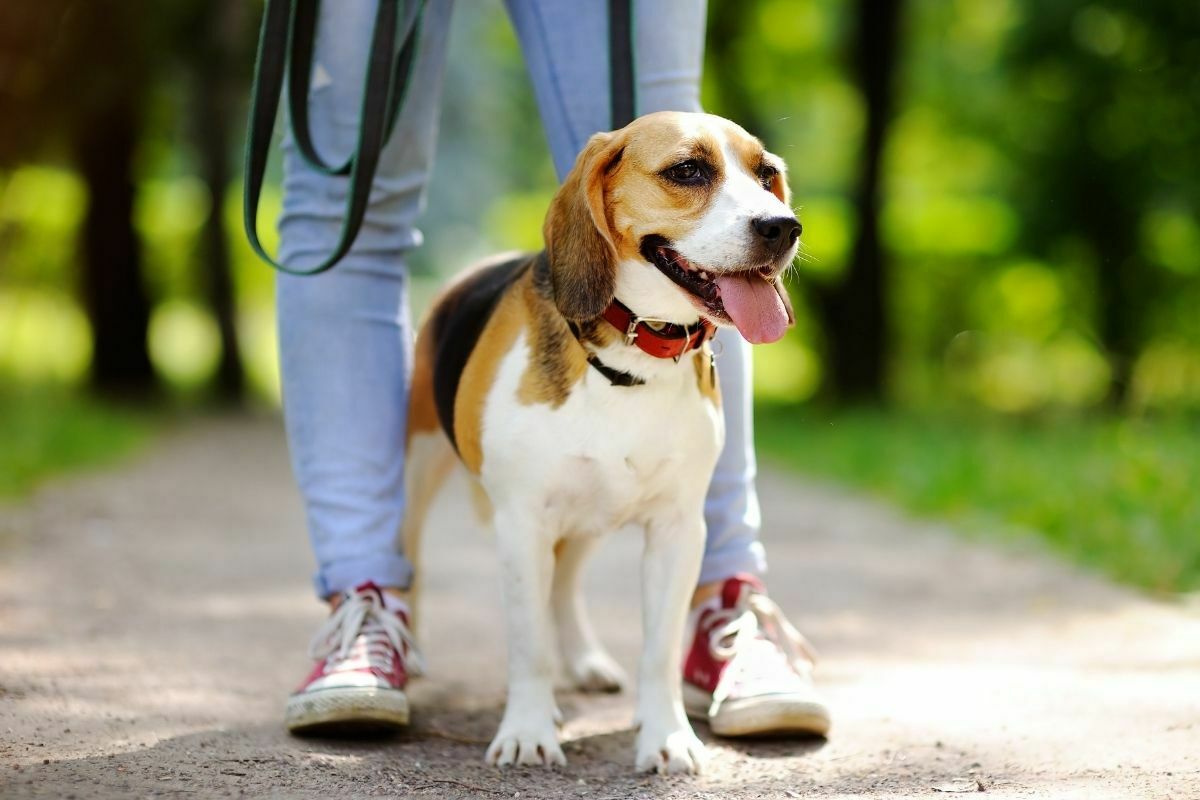 Beagle one of longest Living Dog Breeds