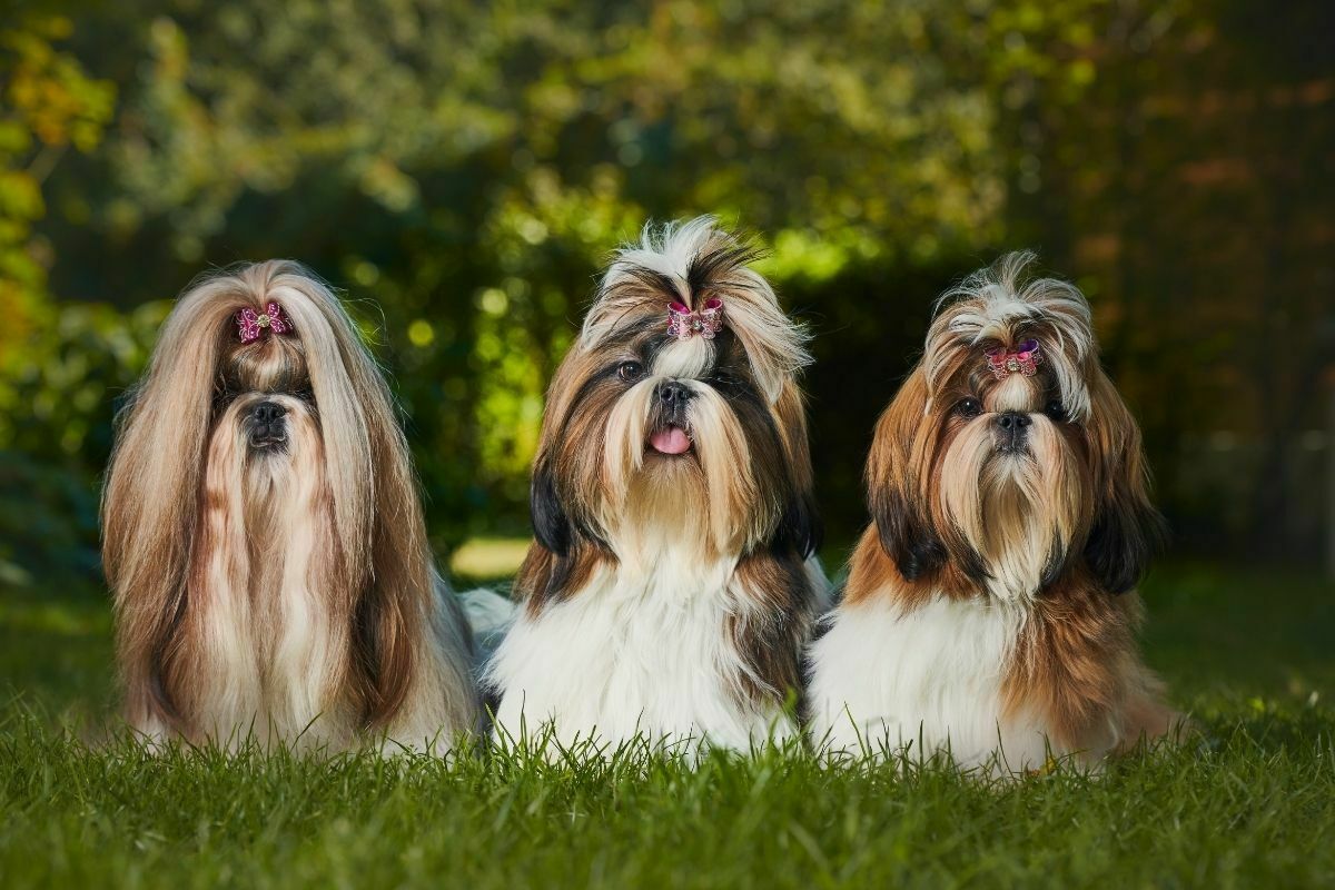 Shitzu is an Expensive Dog Breed