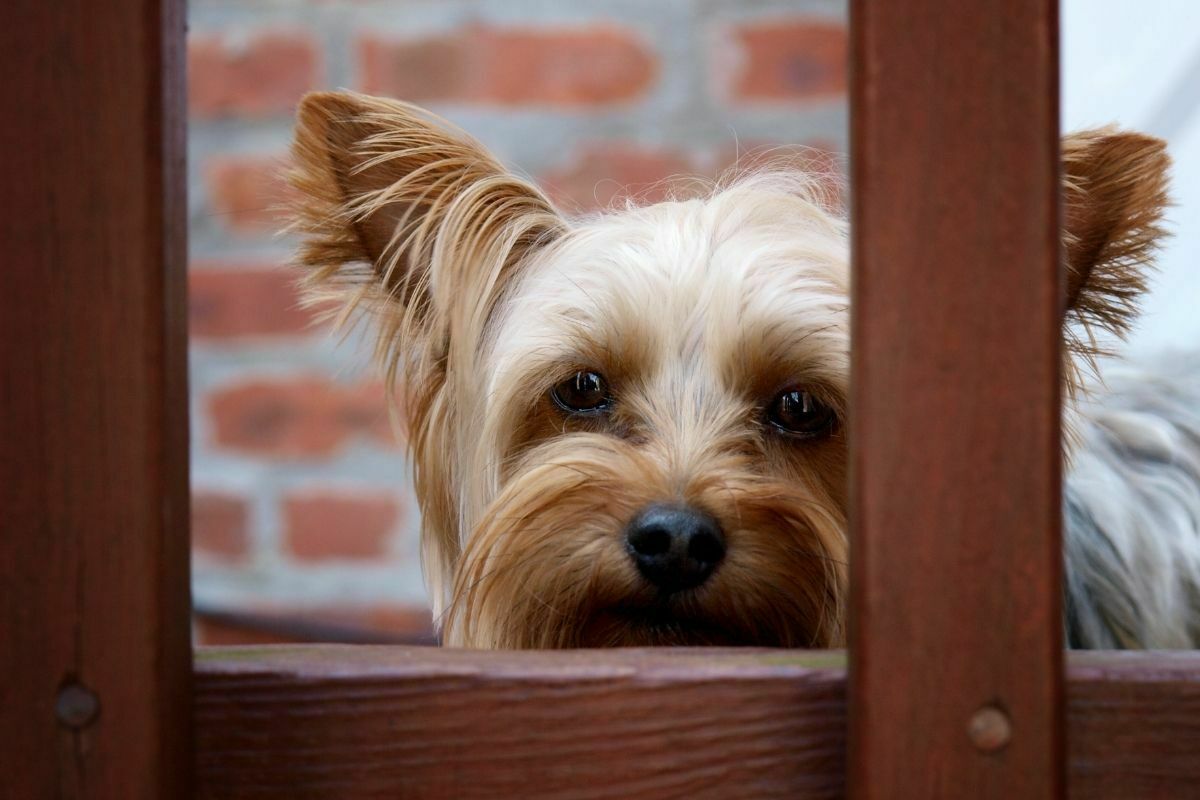 yorkshire terriers