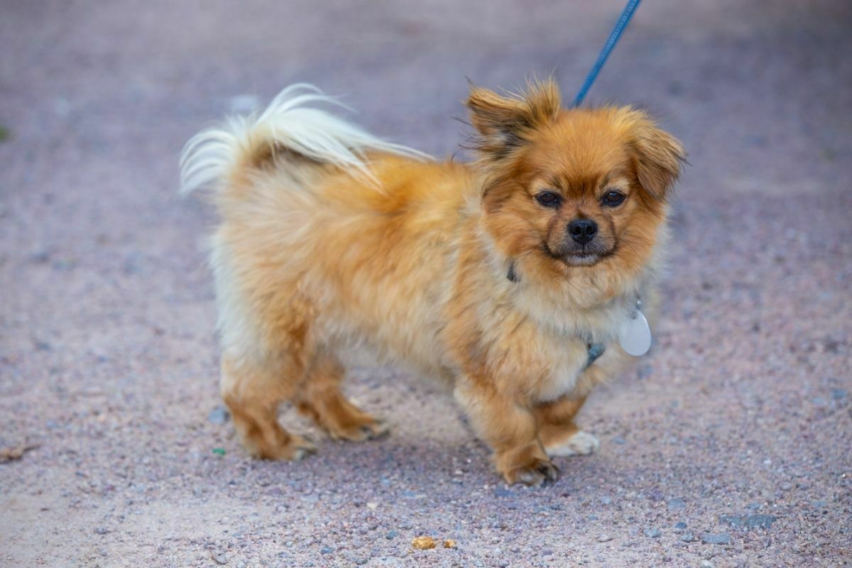 affenpinscher on leash