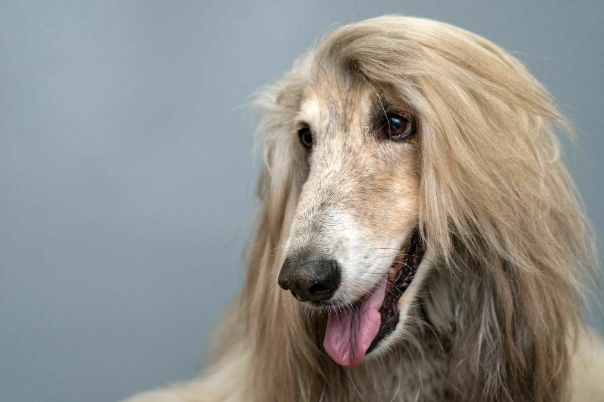 Afghan Hound breed