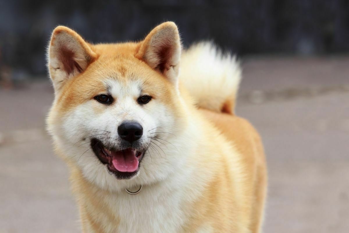 Akita breed