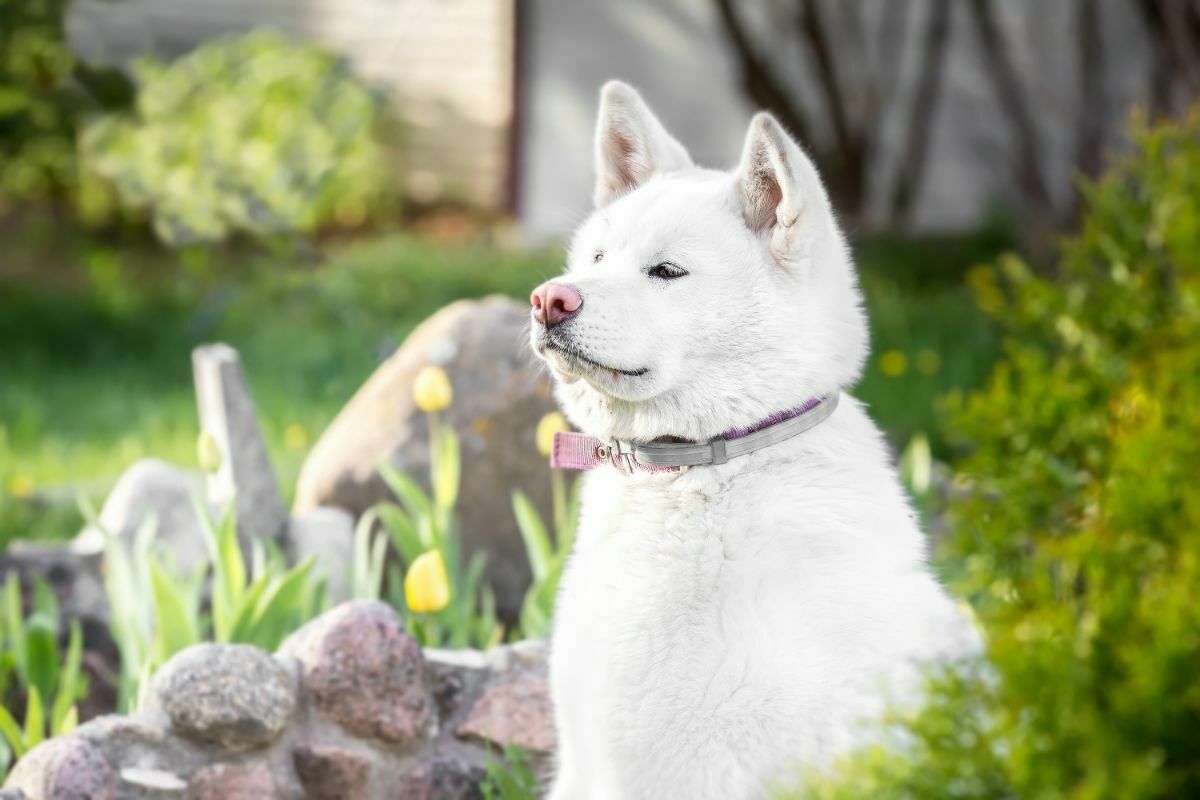 Akita Inu alert
