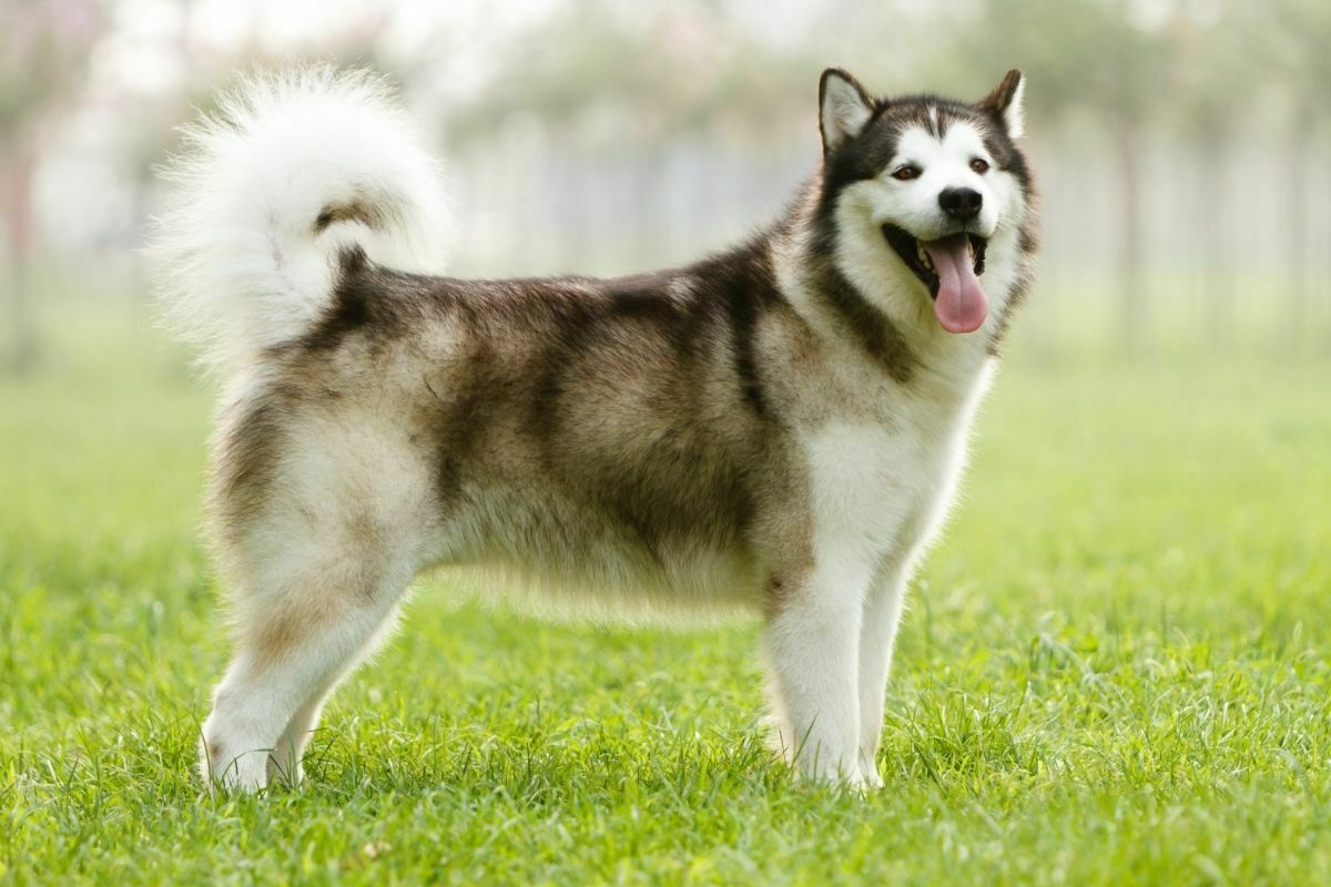 Alaskan Malamute breed