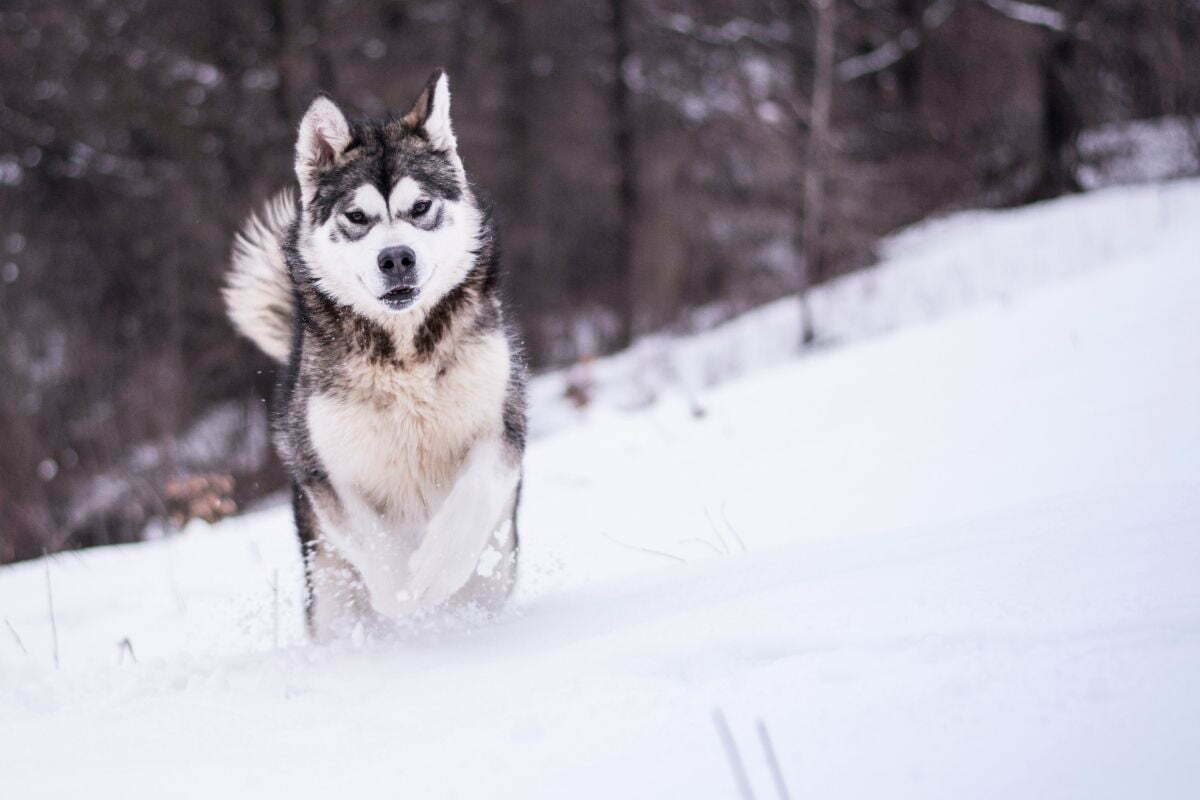 Alaskan Malamute breed