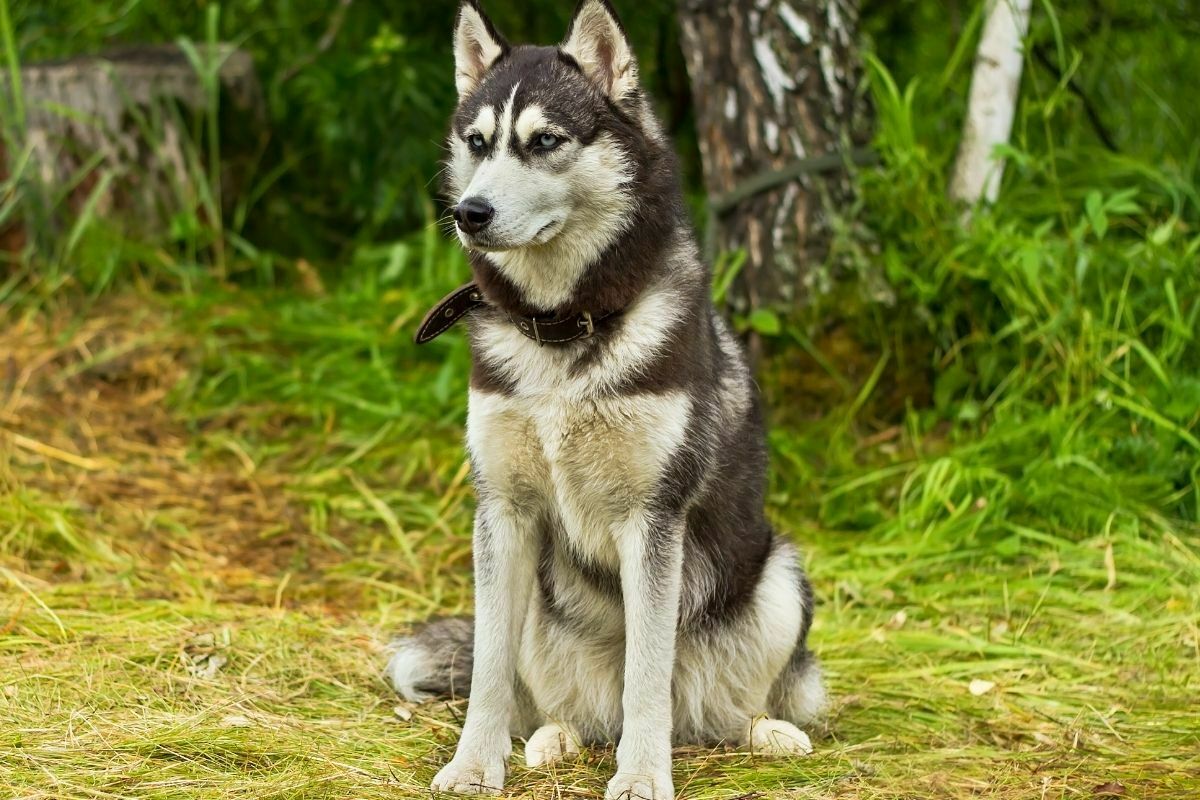 Alaskan Malamute (2)