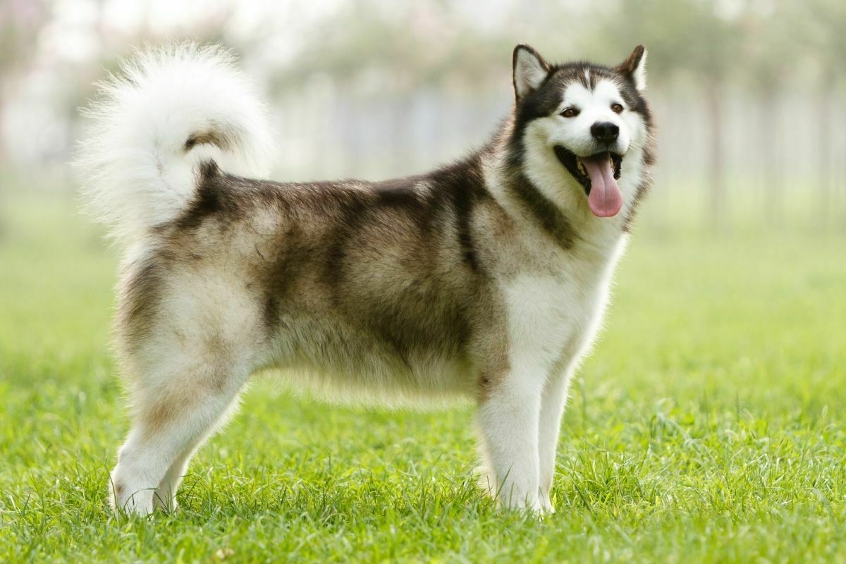 Alaskan sled dog on the grass