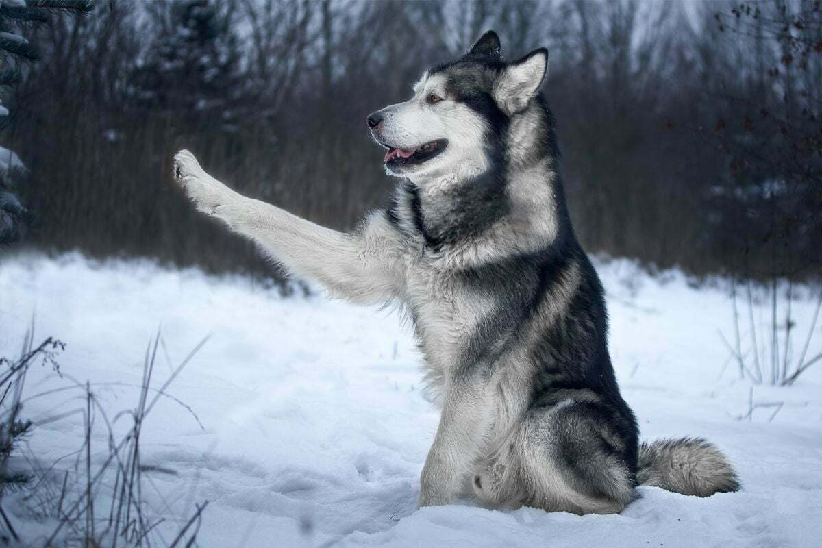 Alaskan Malamute dog touching snow