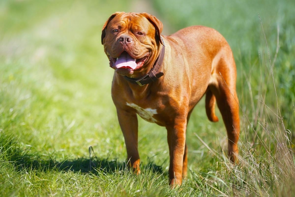 Ambullneo Mastiff standing