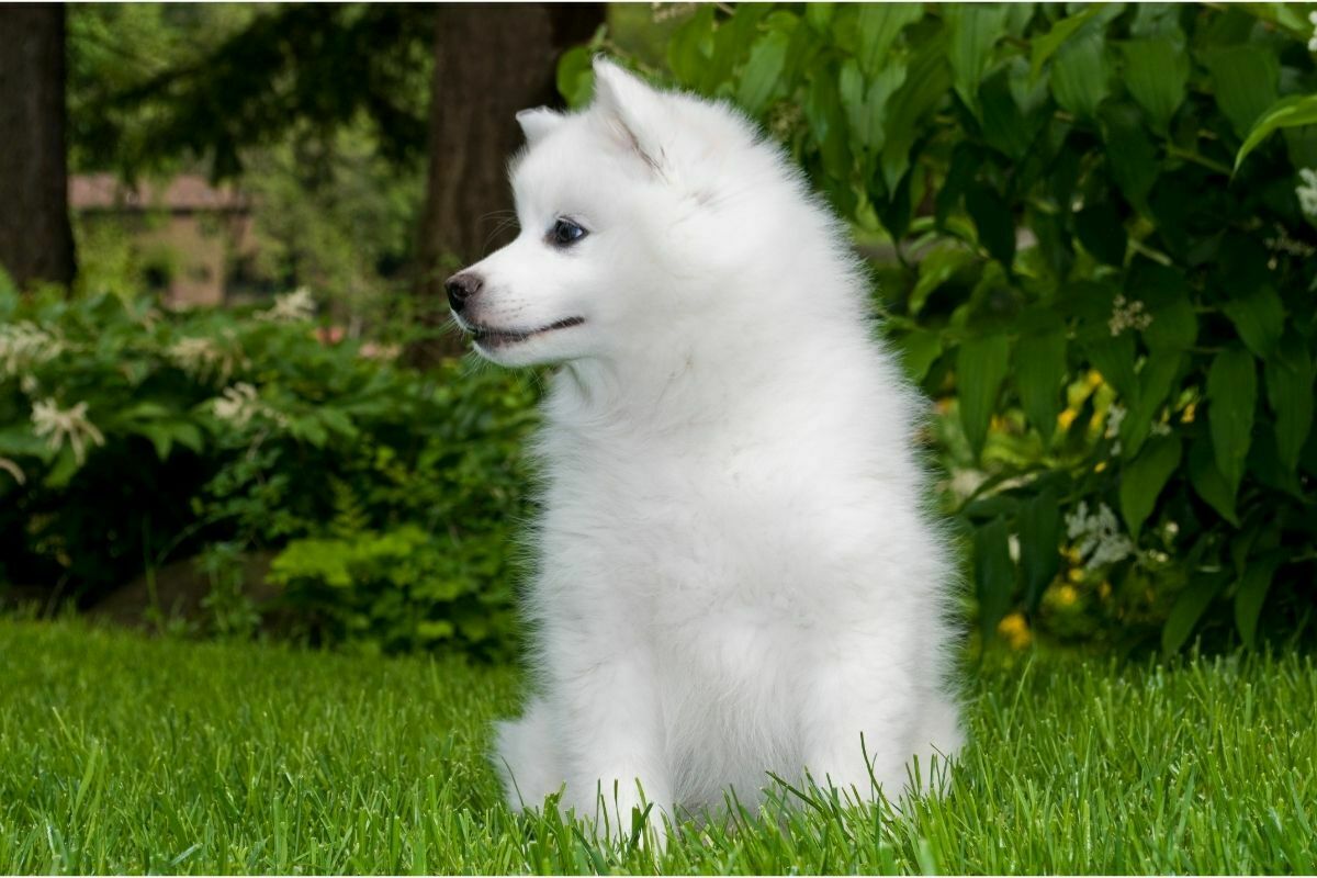 American Eskimo breed