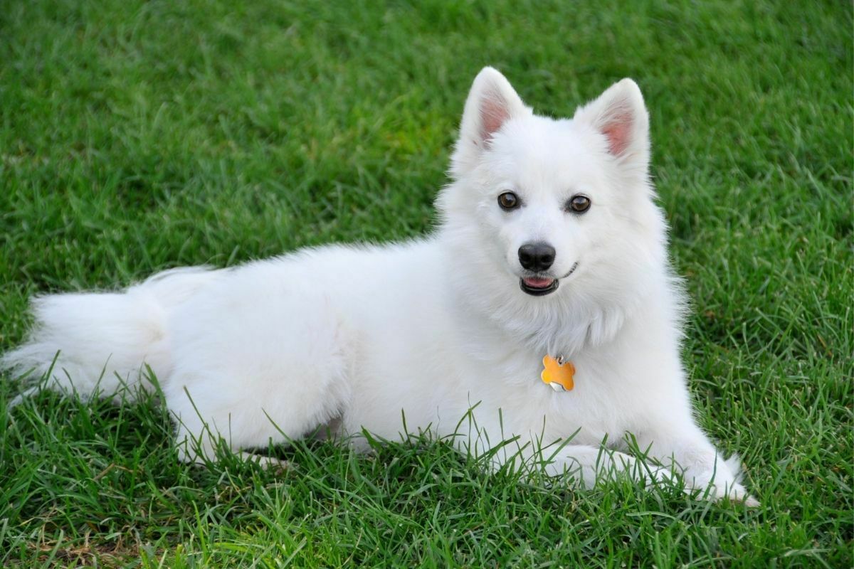 American Eskimo Spaniel Dog resting on grass