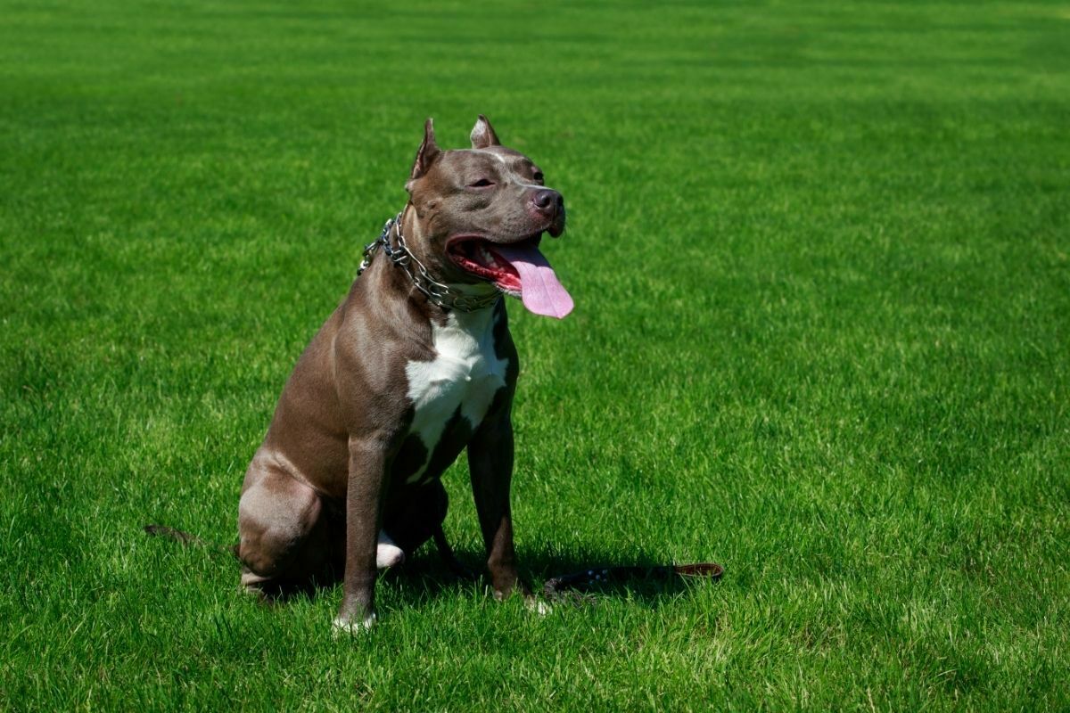 happy american pit bull terrier