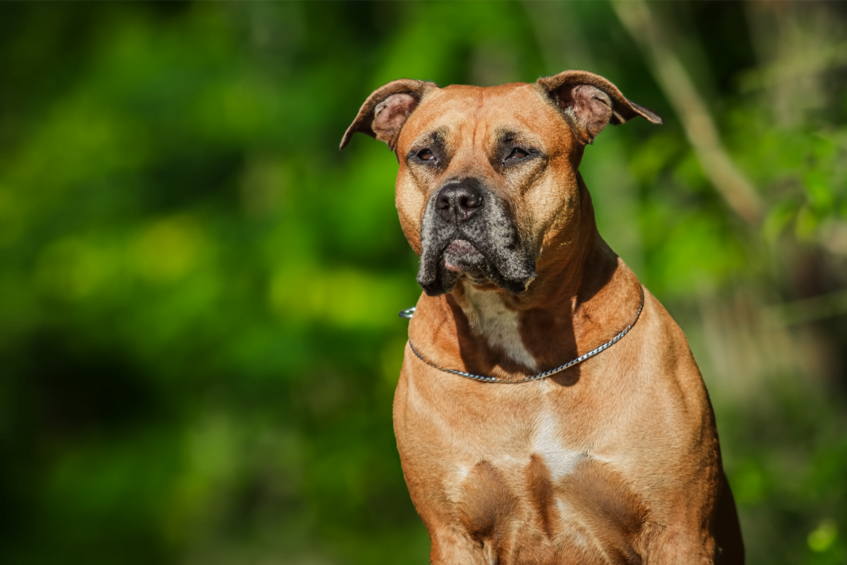 American Staffordshire Terrier alert