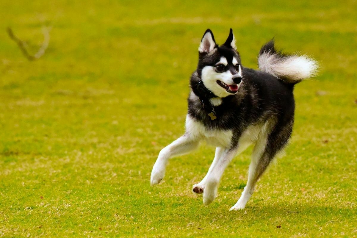 Alaskan Klee kai playing on grass