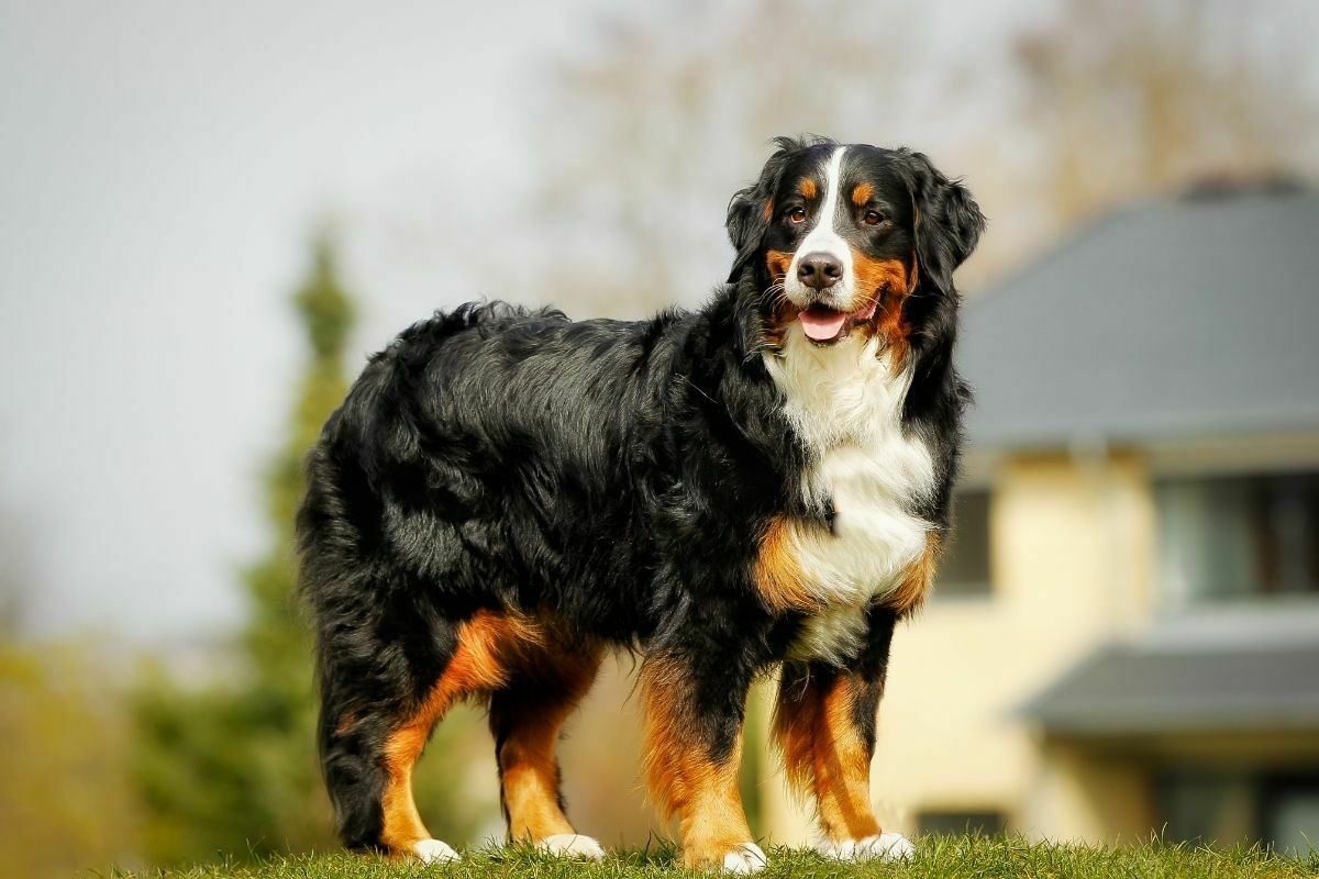 Majestic Bernese mountain dog on grass