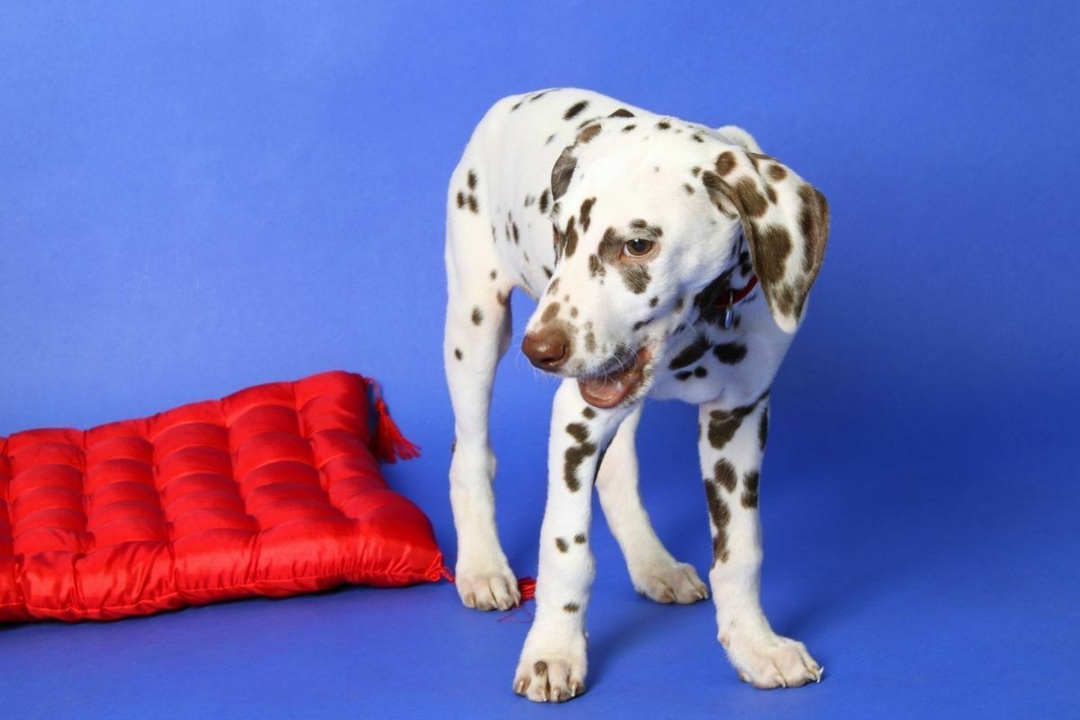 Dalmatian in a blue background with red bed beside him
