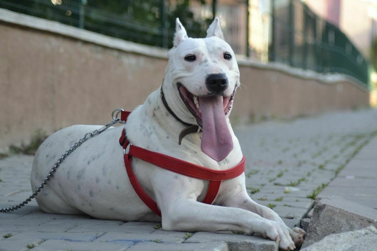 dogo argentino with red leash