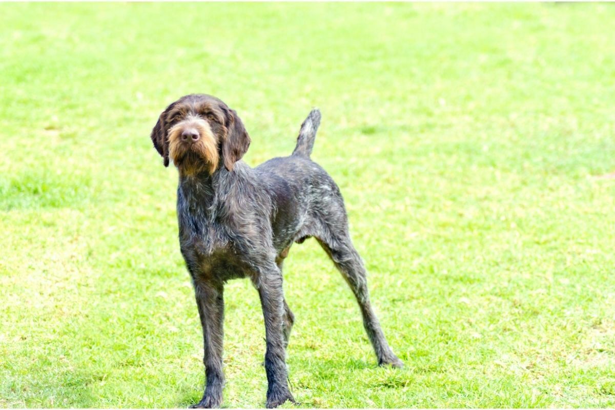 german wirehaired pointer on grass