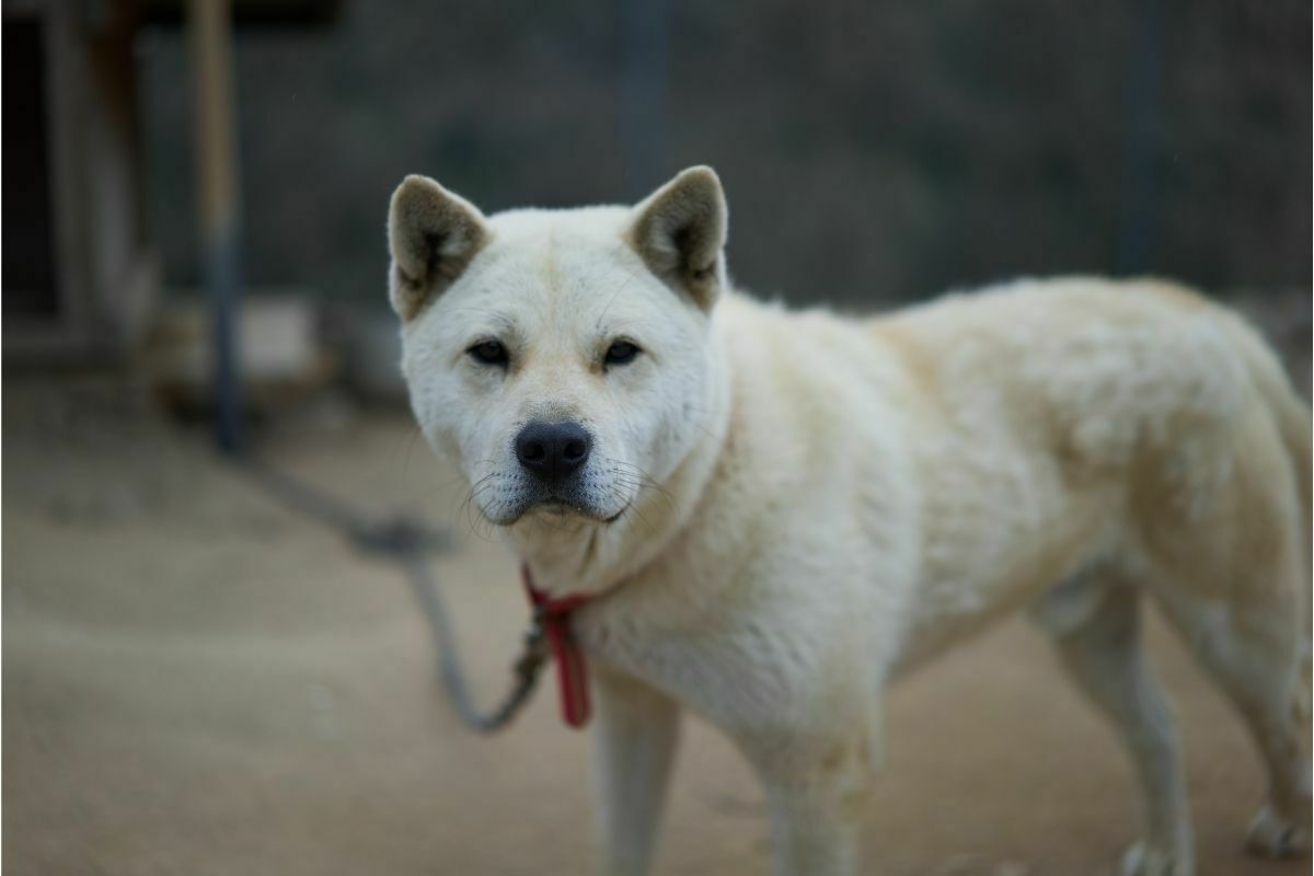 jindo dog on leash