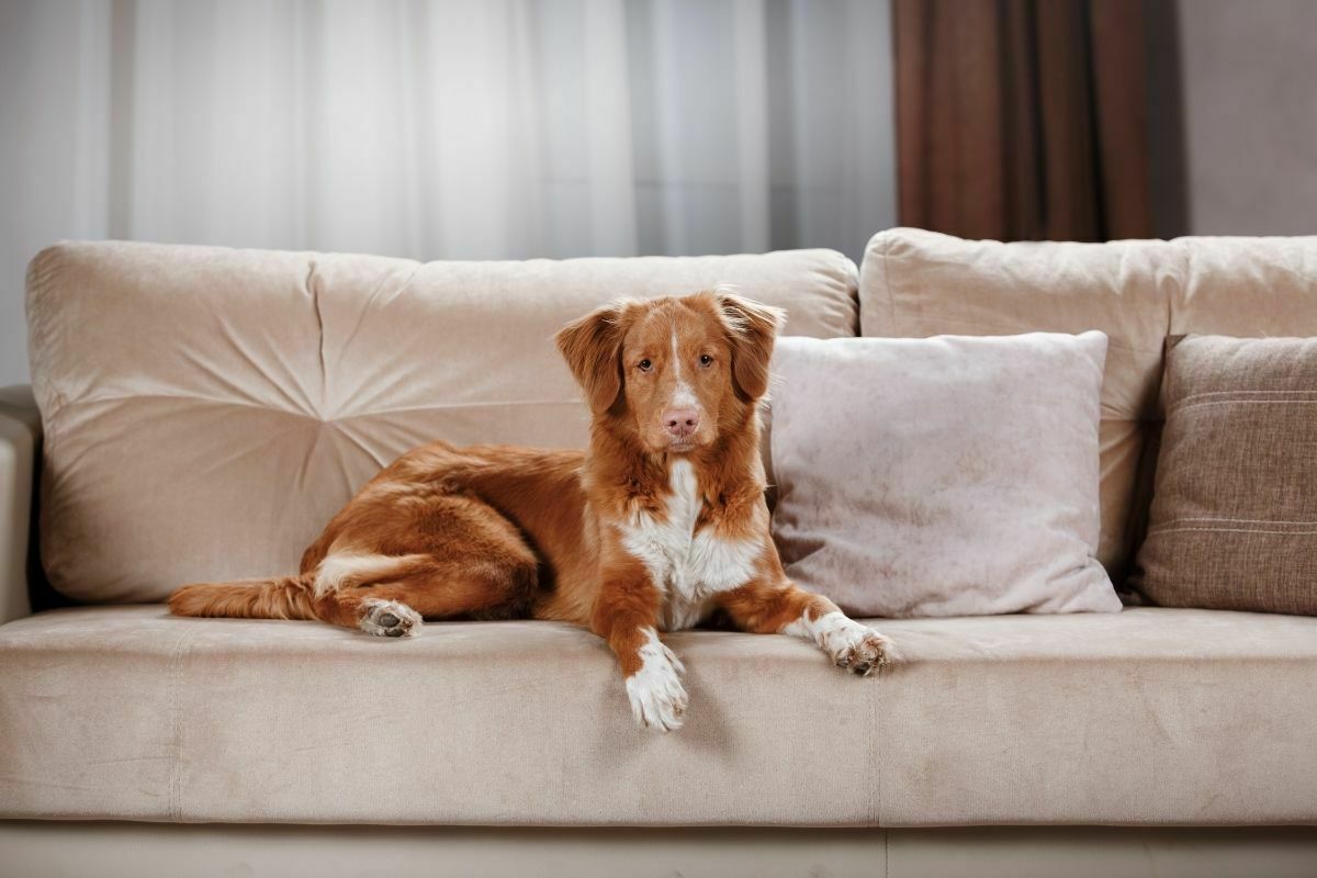 nova scotia duck tolling retriever on sofa