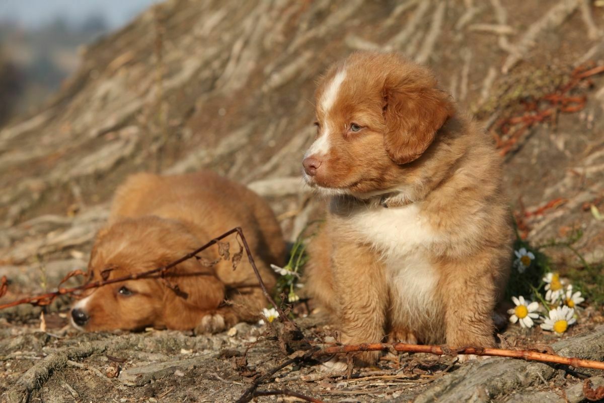 nova scotia duck tolling retriever puppies